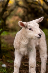 Cute lamb close up in Irish countryside farm animal portrait © Jose Raúl Abad Reina