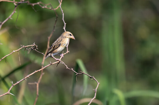 A close up of a Baya weaver perched on a dry, thorny twig. It shows the intricate feather patterns and the birds distinctive conical beak. Set against a soft, natural green bokeh background.