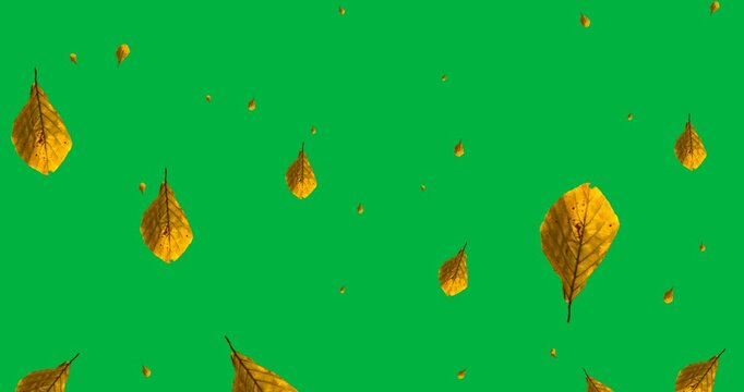 Digital animation of autumn leaves falling against black background