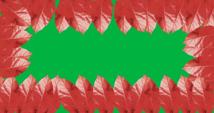 Digital animation of multiple red autumn leaves forming a frame against black background