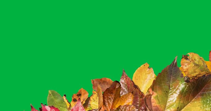 Digital animation of multiple autumn leaves with copy space against black background