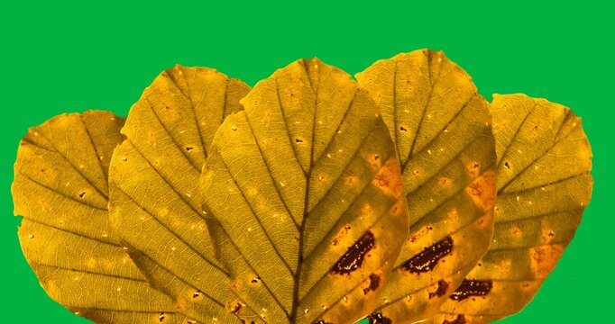 Digital animation of multiple yellow autumn leaves against black background
