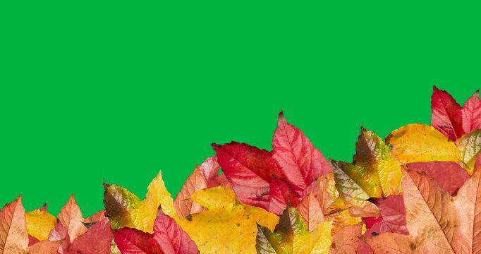 Digital animation of multiple autumn leaves with copy space against black background