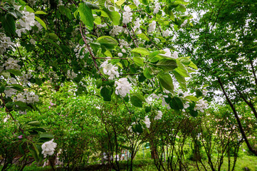 Fototapeta premium A close-up of a blossoming tree with delicate white flowers and lush green leaves, set against a backdrop of dense greenery and trees in a serene outdoor setting.