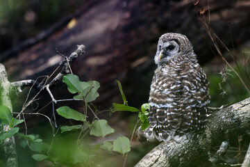 Fototapeta premium A young barred owl (Stryx varia) in southwest Florida