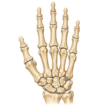 Human Hand Bone Anatomy Illustration, Posterior View of Skeleton Hand with Carpals Metacarpals and Phalanges on White Background