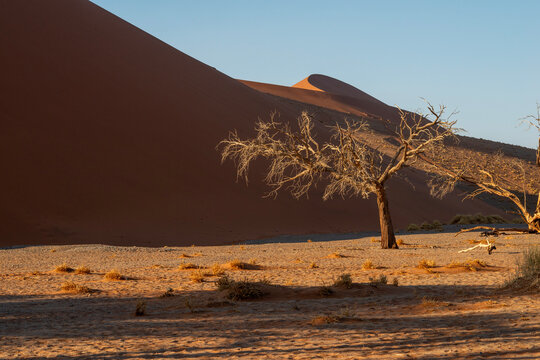 bare tree near dune