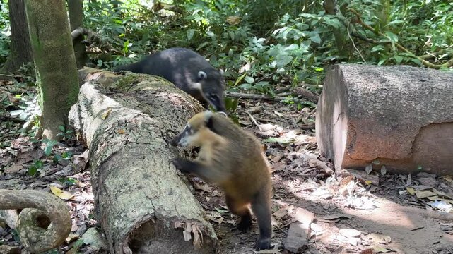South American Coati foraging on the forest floor near fallen tree logs in a tropical jungle