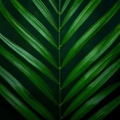 Deep green palm frond, symmetrical. Leaves emerge from central stem in angled repeating pattern against dark background © Cintaiaku