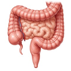 Fototapeta premium Anatomical Illustration of Human Intestines, Colon and Small Bowel on White Background
