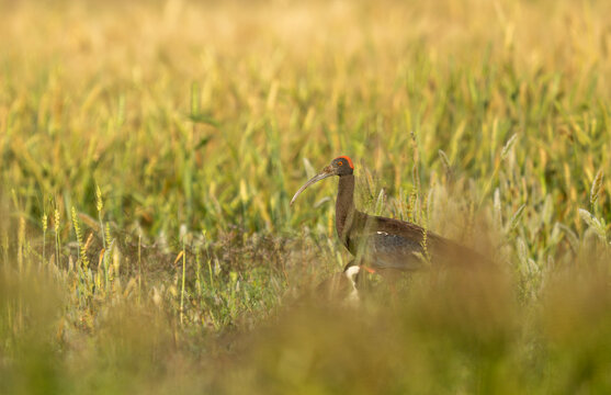 The soft, golden light of a Punjab morning saturates the deep blacks and vibrant reds of the ibis, creating a professional wildlife aesthetic.