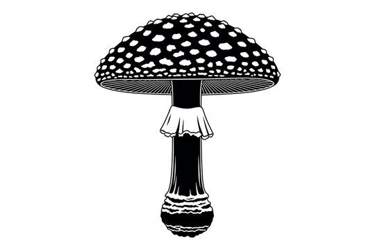 A black and white illustration of a mushroom with a spotted cap and stem