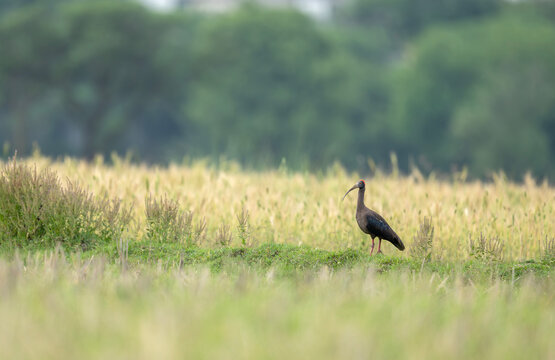 Cinematic wildlife study: The crimson crown of the Black Ibis.