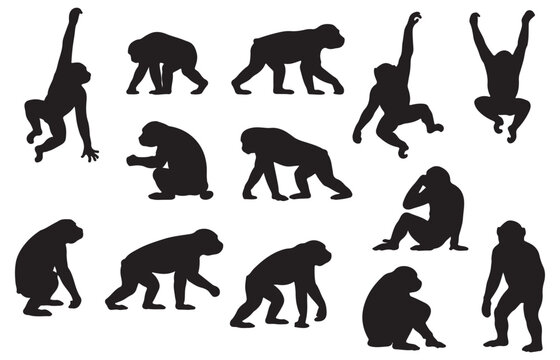Chimpanzee silhouette collection, 12 monkey vector elements. Black ape silhouettes in various poses, primate wildlife icons for nature design.