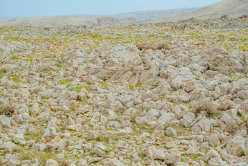 Pag Island, Croatia: Rocky terrain with sparse green vegetation and distant hills © Elsworth Frobisher