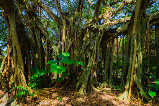 ガジュマルの木」の写真素材 | 4,644件の無料イラスト画像 | Adobe Stock
