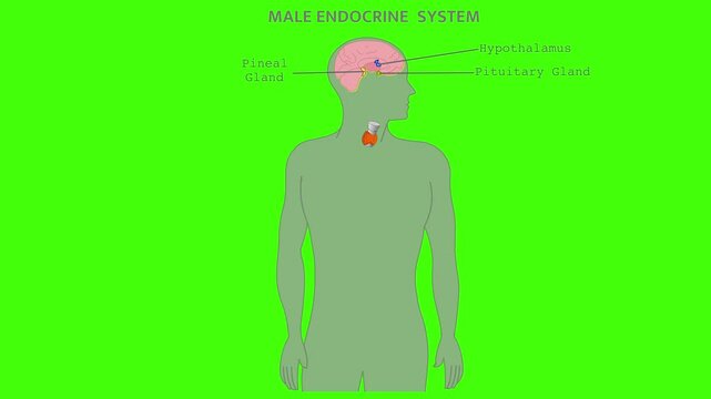 Male endocrine system parts anatomy animation. Explanations, Thyroid, testicles pancreas, parathyroids, adrenals, pineal, hypothalamus, pituitary gland. Man reproductive organs. Footage video