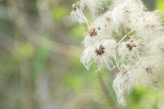 Fuzzy, long, silky fruit of old man's beard plant.  Abstract, nature background.