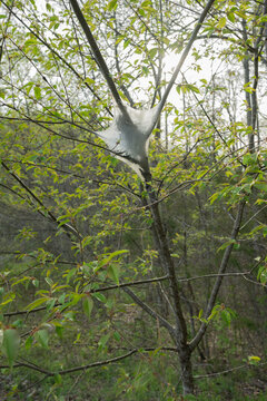 The silken nest created by tent caterpillars (Malacosoma americanum) in a young black cherry tree.