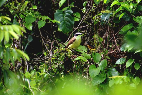 ave - bem te vi &ndash; Pitangus sulphuratus