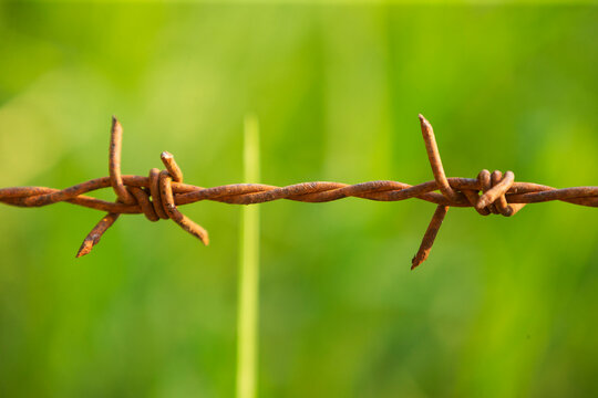 Rusty barbed wire on the green grass background, close up