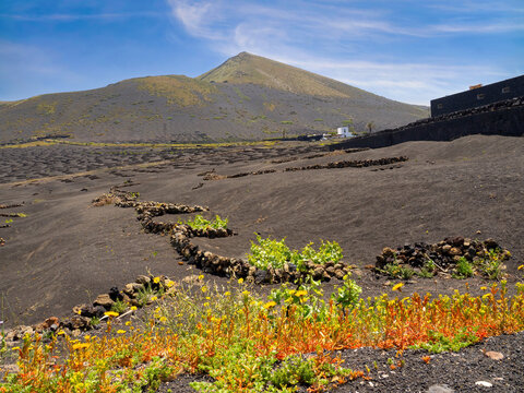 Vineyards on volcanic lava fields in Lanzarote with stone windbreaks and green vines under blue sky