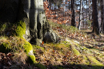 Obraz premium Vibrant green moss covers a robust tree trunk base on the sunny forest floor, nestled amidst dry leaves, symbolizing natural growth and ecological beauty
