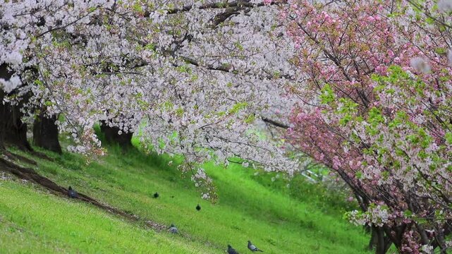 桜散る緑の土手の桜並木と行き交う鳩　北区荒川緑地公園