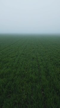 Aerial Drone Shot of Lush Green Wheat Field in Dense White Fog