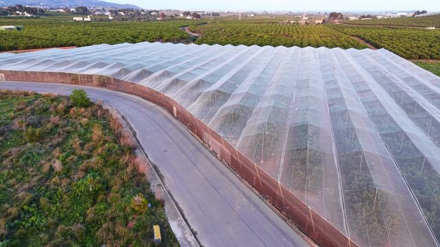 Large agricultural net house covering citrus trees in Spain, surrounded by extensive farmland and orchards stretching to the horizon