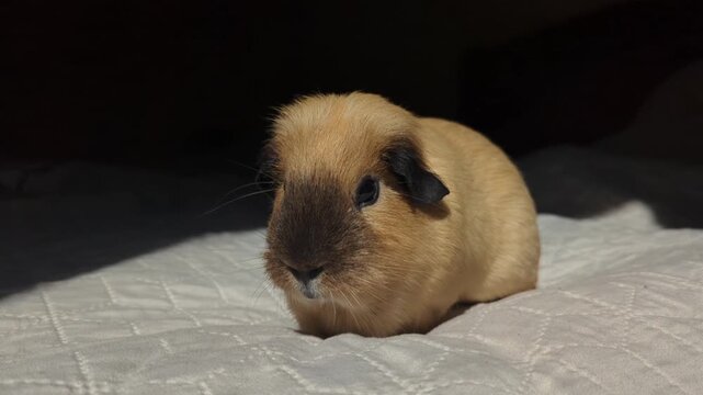 Guinea pig in the sun rays
