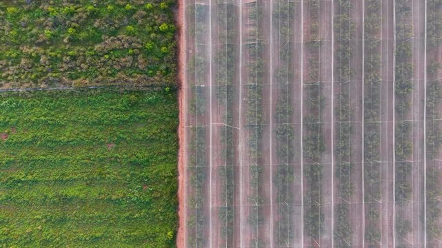 Overhead view of an agricultural net house covering rows of citrus trees beside an open green field, showcasing modern protected farming techniques