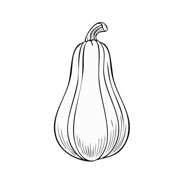 Line art butternut squash illustration simple outline drawing of a fall vegetable