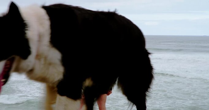 Coastal Companion: A border collie enjoys a delightful seaside stroll, the rhythmic sounds of the ocean and the caress of the sea breeze.