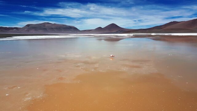 Lone flamingo walking across a vast mirror-like salt lagoon reflecting warm sandy tones and blue sky framed by dark volcanic hills and cones. Reserva Nacional Los Flamencos, Chile