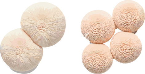 Lion's mane mushroom clusters set medicinal fungi edible gourmet ingredient vector illustration organic food collection design © Miss