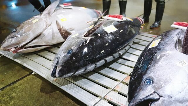 Huge Japanese Tuna, Bluefin Tuna Auction in Early Morning Japan