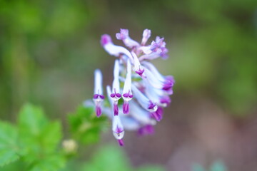 Obraz premium Spring wildflowers blooming in green forest floor, close-up nature background with purple and yellow flowers