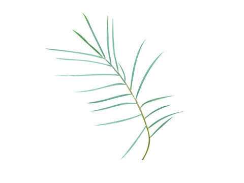 Zamia angustifolia or Narrow leaved zamia plant isolated on a white background