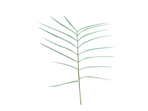 Zamia angustifolia or Narrow leaved zamia plant isolated on a white background