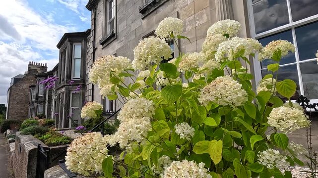A serene street view showcasing charming residential architecture and vibrant white hydrangea flowers blooming in foreground.