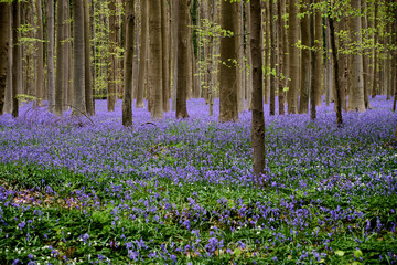 Fototapeta premium Morning in forest of Halle with bluebell flowers, Halle, Belgium