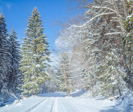Șimon, Bucegi Mountains, Romania: Snowy forest path with evergreen trees