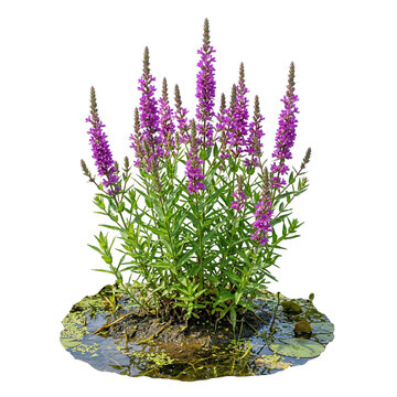 Purple loosestrife by pond
