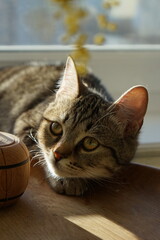 А tabby cat with yellow eyes near a mimosa © Maria