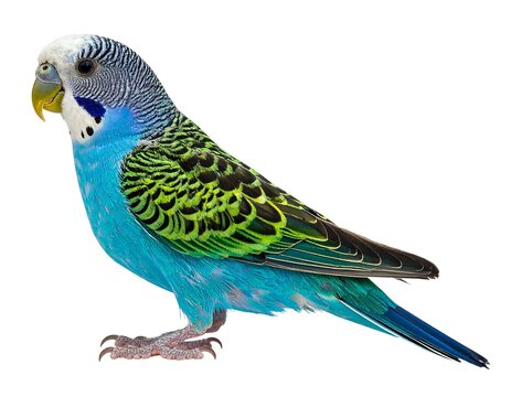 Blue Parakeet isolated.