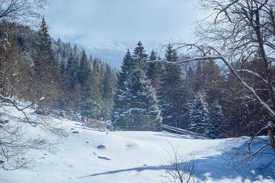 Șimon, Bucegi Mountains, Romania: Snowy forest landscape with pine trees and bare branches