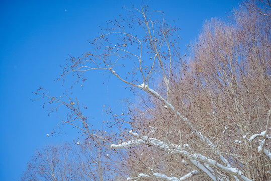 Șimon, Bucegi Mountains, Romania: Bare trees with snow against blue sky