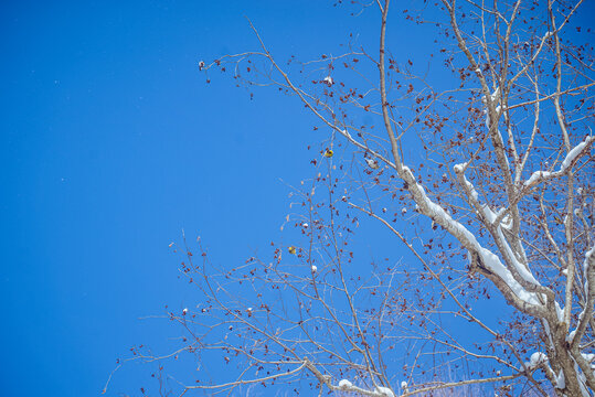 Șimon, Bucegi Mountains, Romania: Birds on snow-covered branches against blue sky