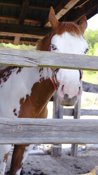 Paint horse brown and white behind fence outdoors